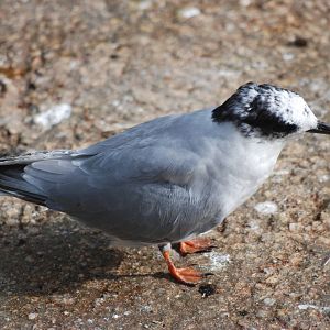 Arctic Tern at Berlin Zoo, 31/08/11