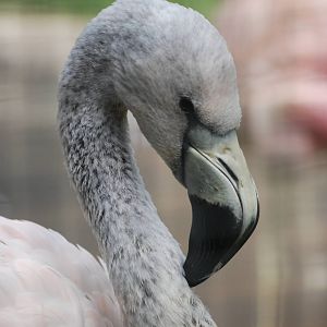 Andean Flamingo at Berlin Zoo, 31/08/11