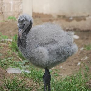 Flamingo Chick at Berlin Zoo, 31/08/11