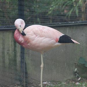Andean Flamingo at Berlin Zoo, 31/08/11