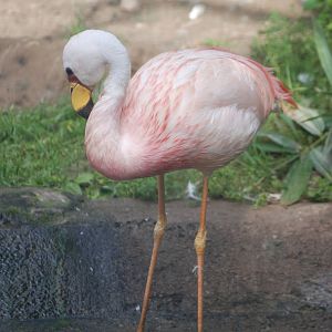 James' Flamingo at Berlin Zoo, 31/08/11