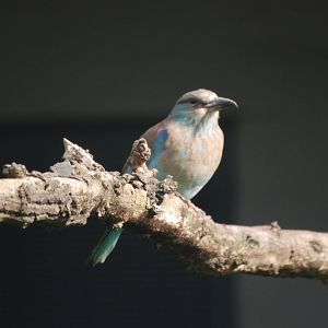European Roller at Berlin Zoo, 31/08/11