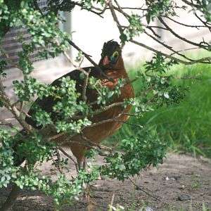 Nocturnal Curassow at Berlin Zoo, 31/08/11