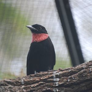 Purple-throated Fruitcrow at Berlin Zoo, 31/08/11