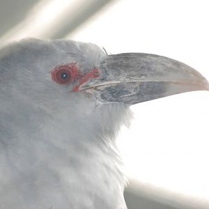 Channel-billed Cuckoo at Berlin Zoo, 31/08/11