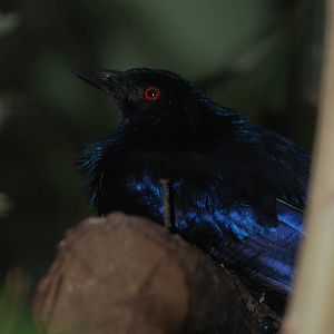 Trumpet Manucode at Berlin Zoo, 31/08/11