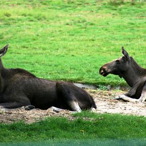 European moose; Berlin Tierpark; 9th September 2011