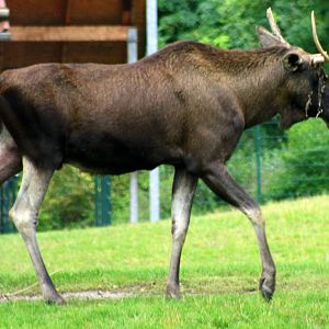 European moose; Berlin Tierpark; 9th September 2011