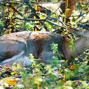 Mountain reedbuck; Berlin Tierpark; 6th September 2011