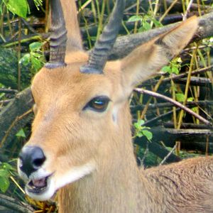 Mountain reedbuck; Berlin Tierpark; 9th September 2011