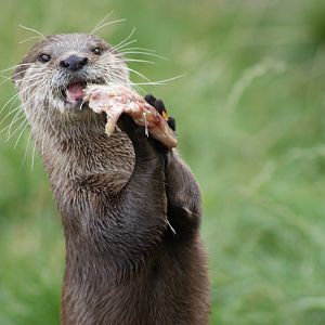 Otter