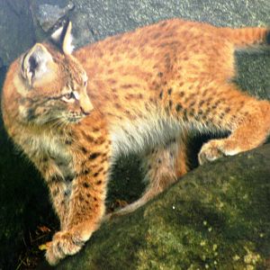 Altai lynx cub; Berlin Tierpark; 9th September 2011