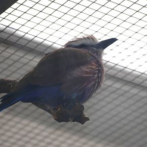 Purple Roller at Berlin Zoo, 31/08/11