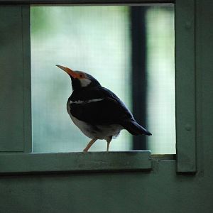 Asian Pied Starling at Berlin Zoo, 31/08/11
