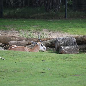 Springbok at Berlin Zoo, 31/08/11