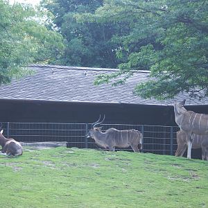 Blesbok and Greater Kudu at Berlin Zoo, 31/08/11