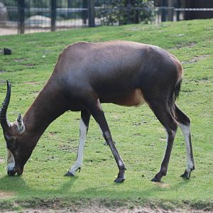 Blesbok at Berlin Zoo, 31/08/11
