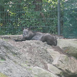 Japanese Serow at Berlin Zoo, 31/08/11