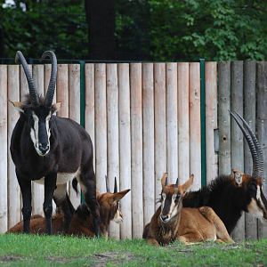 Sable Antelope at Berlin Zoo, 31/08/11
