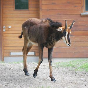 Juvenile Sable Antelope at Berlin Zoo, 31/08/11