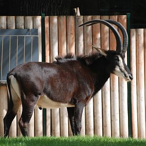 Sable Antelope at Berlin Zoo, 31/08/11