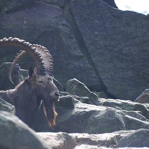 Siberian Ibex at Berlin Zoo, 31/08/11
