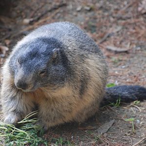 Alpine Marmot at Berlin Zoo, 31/08/11