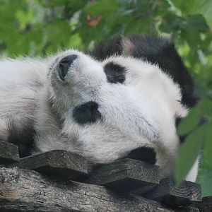 Giant Panda at Berlin Zoo, 31/08/11