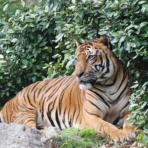Malayan Tiger at Berlin Zoo, 31/08/11