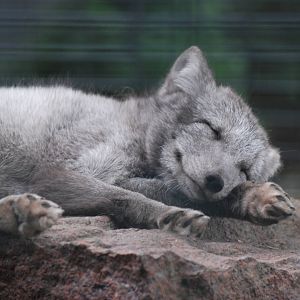 Arctic Fox at Berlin Zoo, 31/08/11