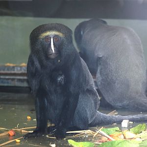 Hamlyn's (Owl-faced) Guenons at Berlin Zoo, 31/08/11