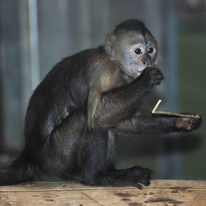 Weeper Capuchin at Berlin Zoo, 31/08/11