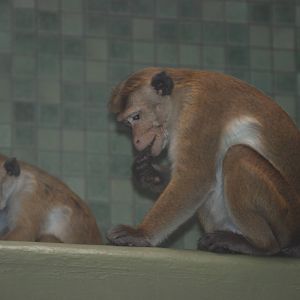 Toque Macaques at Berlin Zoo, 31/08/11