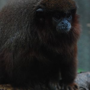 Red Titi at Berlin Zoo, 31/08/11