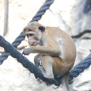 Toque Macaque at Berlin Zoo, 31/08/11