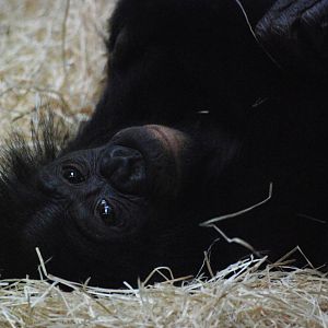 Bonobo at Berlin Zoo, 31/08/11