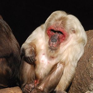 Stump-tailed Macaque at Berlin Zoo, 31/08/11