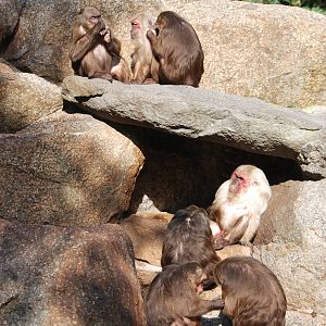 Stump-tailed Macaques at Berlin Zoo, 31/08/11