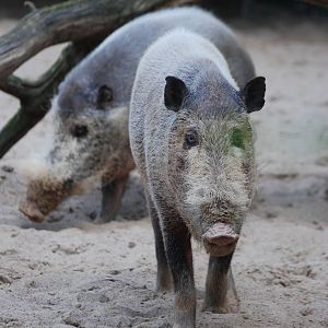 Bornean Bearded Pigs at Berlin Zoo, 31/08/11