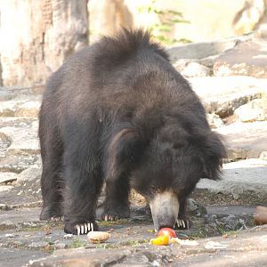 Indian Sloth Bear at Berlin Zoo, 31/08/11