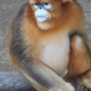 Golden monkey