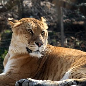 liger