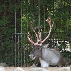 Forest Reindeer at Berlin Zoo, 31/08/11