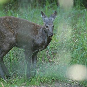 Siberian Musk Deer at Berlin Zoo, 31/08/11