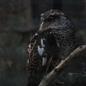 Sri Lankan Forest Eagle Owl at Berlin Zoo, 31/08/11