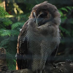 Sri Lankan Wood Owl at Berlin Zoo, 31/08/11