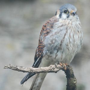 American Kestrel at Berlin Zoo, 31/08/11