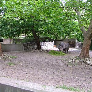 Indian Rhino Paddock at Berlin Zoo, 31/08/11