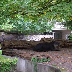 Rhino and Tapir Paddocks at Berlin Zoo, 31/08/11