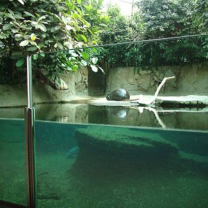 Pygmy Hippo Indoor Exhibit at Berlin Zoo, 31/08/11